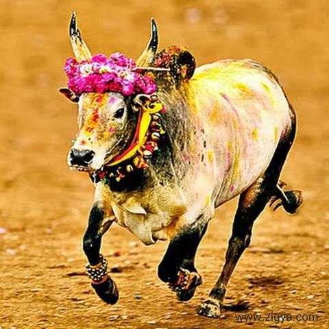 மதுரை ஜல்லிக்கட்டு திருவிழா